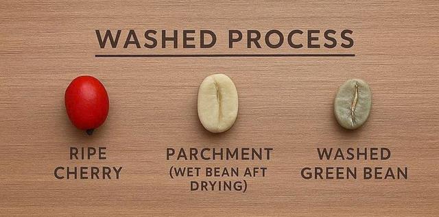 Washed process Arabica coffee preparation for Ethiopian coffee export